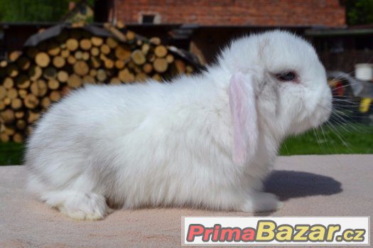 Aghata zakrslý beránek – fotografie 2