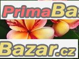 Plumeria Top Angel - sazenice – fotografie 1