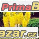 Eremurus stenophyllus - kořenová hlíza – fotografie 1