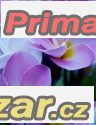 Plumeria I Will survive - sazenice – fotografie 1