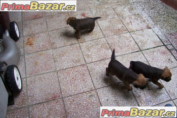Border terier,štěně,pajsek – fotografie 1