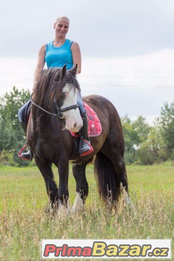 Nádherná vysoká kobča irského coba – fotografie 1