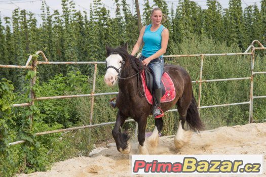 Nádherná vysoká kobča irského coba – fotografie 4
