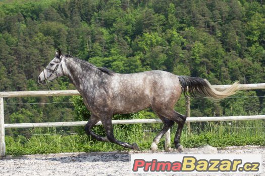 Valach po Carbido 100% charakter – fotografie 3