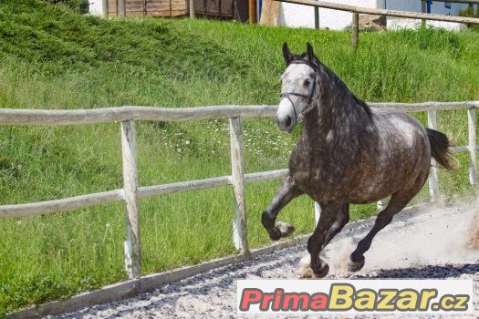 Valach po Carbido 100% charakter – fotografie 4