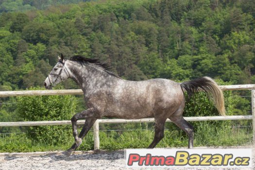 Valach po Carbido 100% charakter – fotografie 5