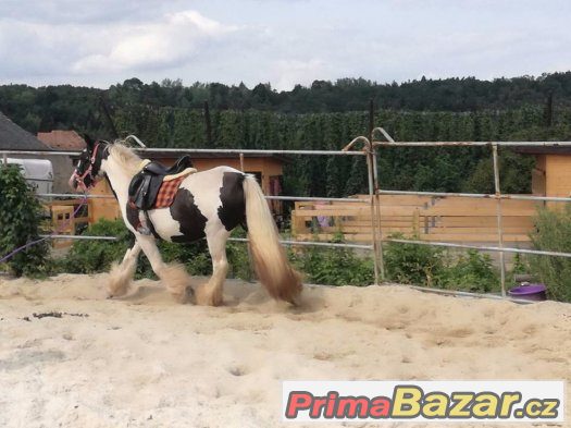 Irská cobka těsně před obsednutím – fotografie 4