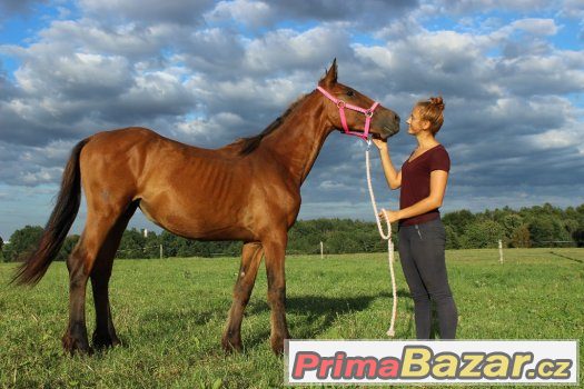 Barokní klisna – fotografie 3