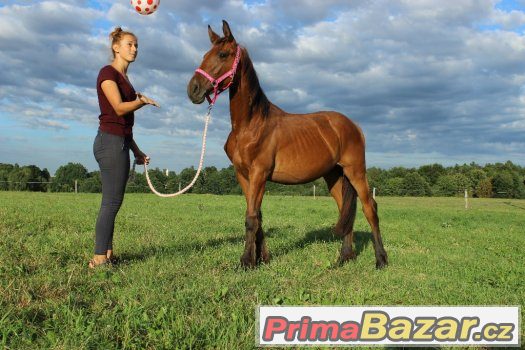 Barokní klisna – fotografie 5