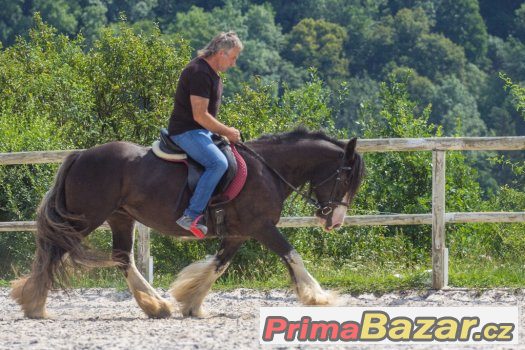 Připuštěná kobyla irského coba do rodiny – fotografie 3