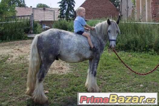 Spolehlivý valach irského coba – fotografie 2