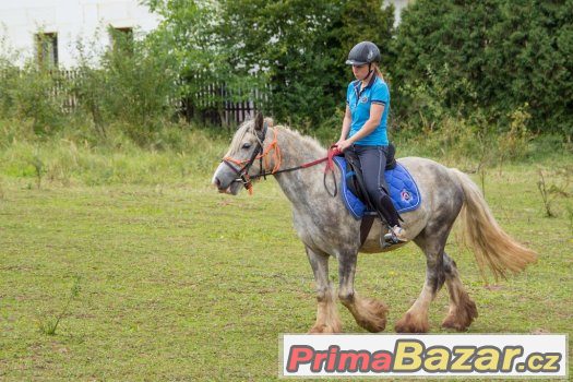 Spolehlivý valach irského coba – fotografie 3