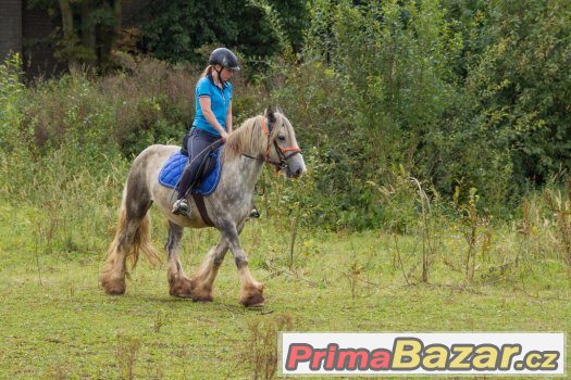 Spolehlivý valach irského coba – fotografie 5