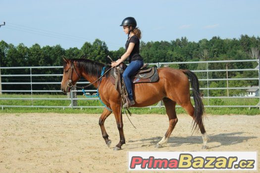 Valach arab X APPA , 4,5 roku ,vysoký 148cm – fotografie 1