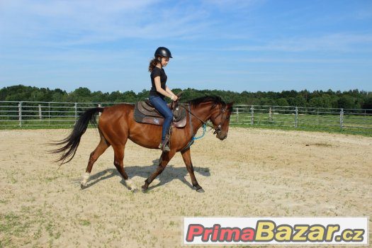 Valach arab X APPA , 4,5 roku ,vysoký 148cm – fotografie 2