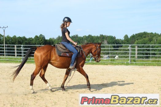 Valach arab X APPA , 4,5 roku ,vysoký 148cm – fotografie 4