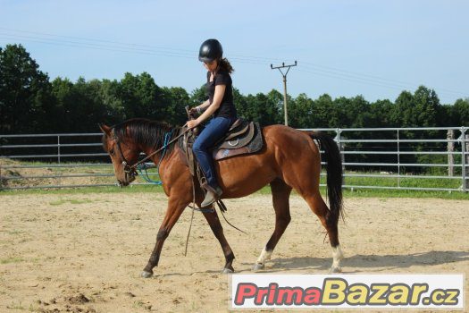 Valach arab X APPA , 4,5 roku ,vysoký 148cm – fotografie 5