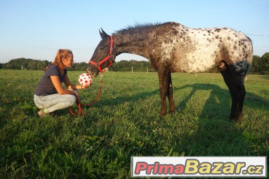 Valach appalosa 5let, výška 158cm – fotografie 1