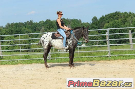 Valach appalosa 5let, výška 158cm – fotografie 3
