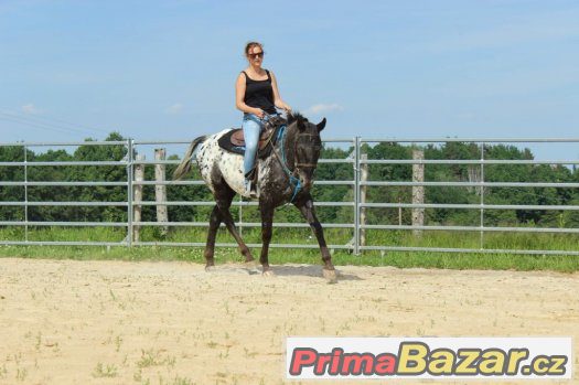 Valach appalosa 5let, výška 158cm – fotografie 4