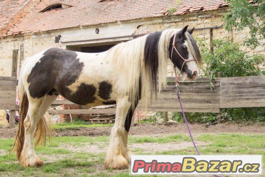 Více koní vhodných do rodiny pro děti, začátečníky i zkušené – fotografie 5