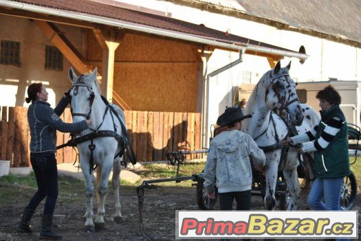 Klisna lipicána 9let – fotografie 2