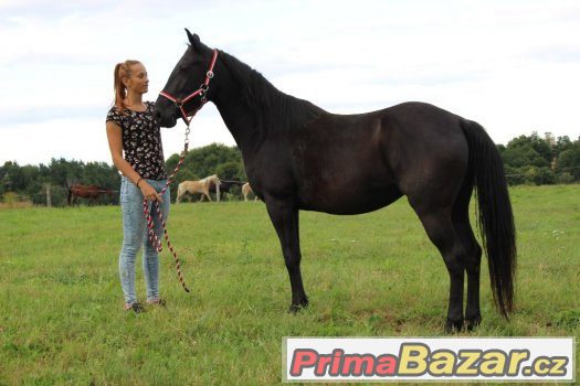 Klisna 5let ,50%appalosa,výška 155cm – fotografie 1