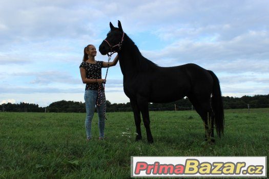 Klisna 5let ,50%appalosa,výška 155cm – fotografie 2