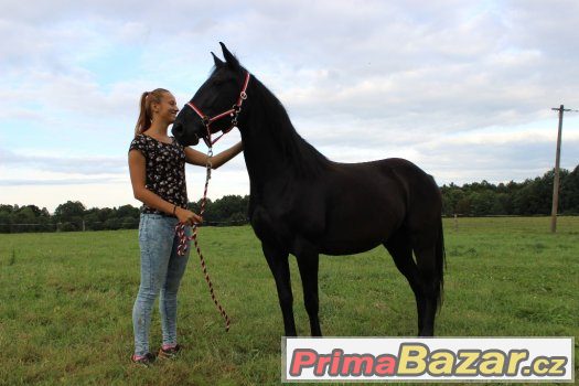 Klisna 5let ,50%appalosa,výška 155cm – fotografie 3