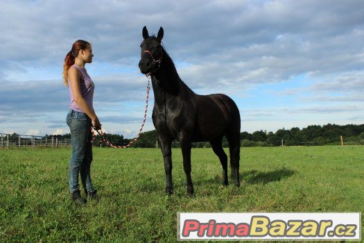 Klisna 5let ,50%appalosa,výška 155cm – fotografie 4