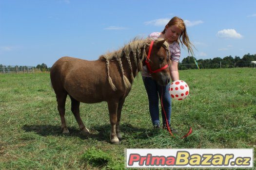 Valášek v typu minipony 90cm,4 roky – fotografie 5