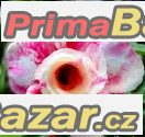Adenium  Wanjai - sazenice – fotografie 1