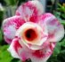 Adenium  Wanjai - sazenice