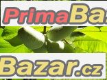 Asimina triloba - naklíčená semena – fotografie 1
