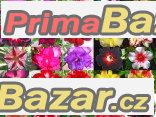 Adenium mix - sazenice – fotografie 1