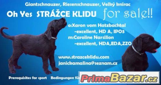 Velký knírač černý – fotografie 3