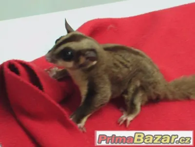 Petaurus breviceps- vakoveverka létavá