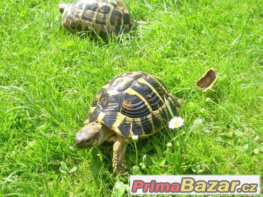 Želva zelenavá - Testudo hermanni hermanni – fotografie 4