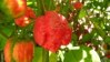 Chilli Trinidad Moruga Scorpion red - semena