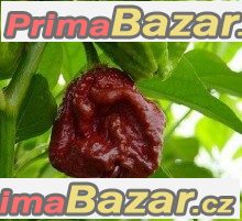 Chilli Trinidad Moruga Scorpion Chocolate - semena – fotografie 1