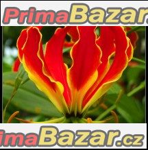 Gloriosa Superba - semena – fotografie 1