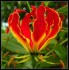 Gloriosa Superba - semena