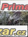 Chamaerops humilis -  naklíčená semena – fotografie 1