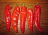 Chilli Joe Parker - semena