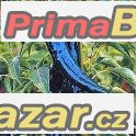 Chilli Pasilla Bajio - semena – fotografie 1