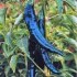 Chilli Pasilla Bajio - semena