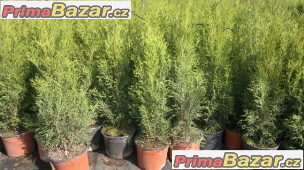 Thuja smaragd - akce - 55,-Kč/50cm – fotografie 2