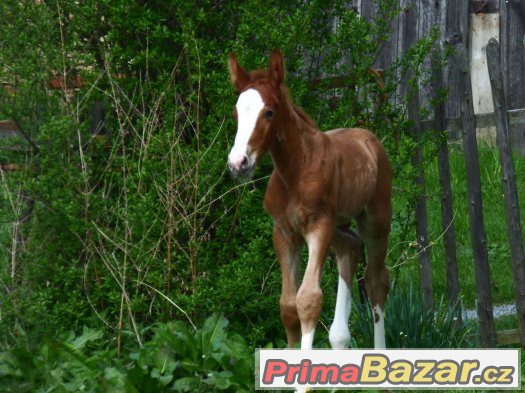 letošní krasavec po Quick Lauro Z – fotografie 1
