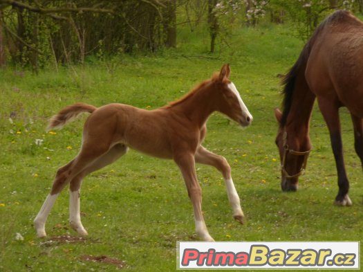 letošní krasavec po Quick Lauro Z – fotografie 2