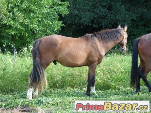 valášek 2 roky -Sandro Clasic -Sandro hit – fotografie 3